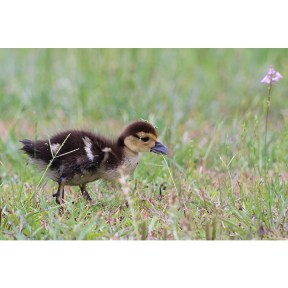 One Duckling